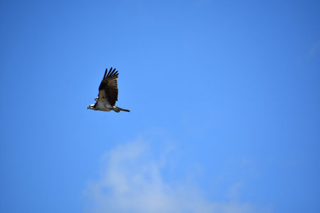 Osprey searching for prey from the skies while in flight.