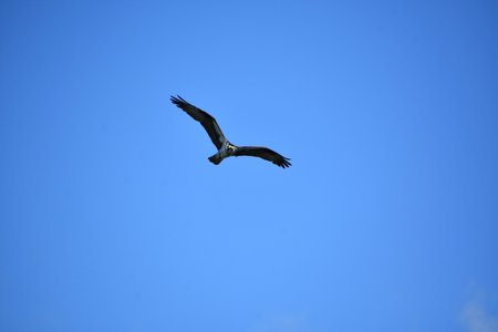 Wings extended on a fish hawk soaring in the blue skies.