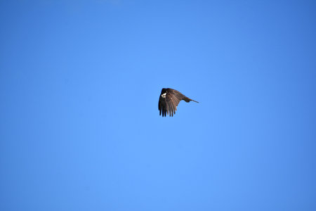 Fantastic fish hawk bird with wings folded in flight in blue skies.の写真素材