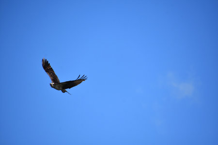 Osprey bird flying and gliding in bright blue skies.