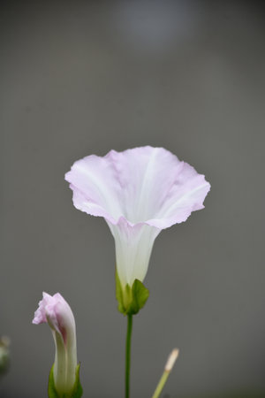 Beautiful light pink and white blooming morning glory flowering in a garden.