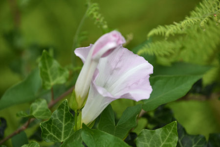 Light pink and white flowering morning glory blooming in a garden.