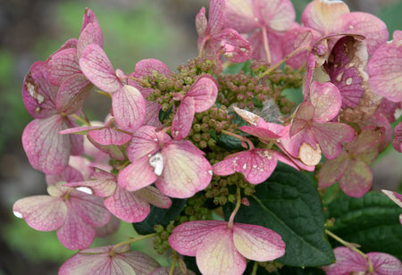 Pretty flowering strawberry hydrangea bush flowering and in bloom.