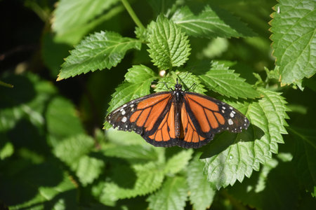 Fantastic orange monarch butterfly in a garden in Aruba.
