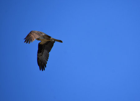 Bird wings folded and flapping in flight in bright blue skies.