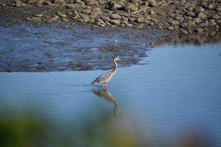 View of the side profile of a wading great blue heron in the ocean.