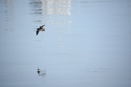 Single lone piping plover gliding in flight over the oceans water.