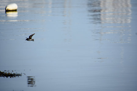 Gliding piping plover in flight over the ocean waters in the summer.