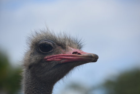 Lots of fluffy gray feathers around the head of an ostrich.