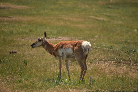 Beautiful American antelope grazing on the plains in the midwest.