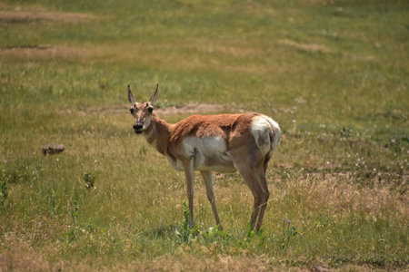 Direct look into the face of a pronghorn doe in a field.