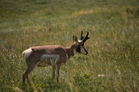 Beautiful side profile of a pronghorn antelope buck in a field.