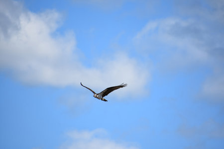 Flying osprey bird in beautiful blue summer skies.