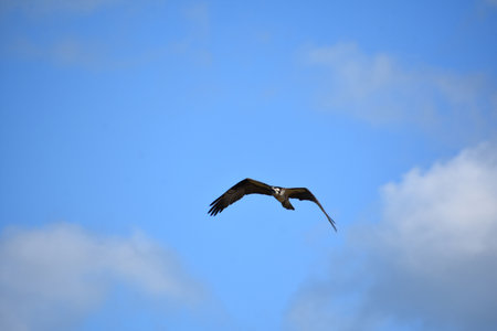 Soaring sea eagle in brilliant skies over Casco Bay Maine.