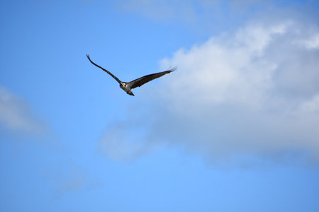 Soaring osprey bird looking for fish from the skies.