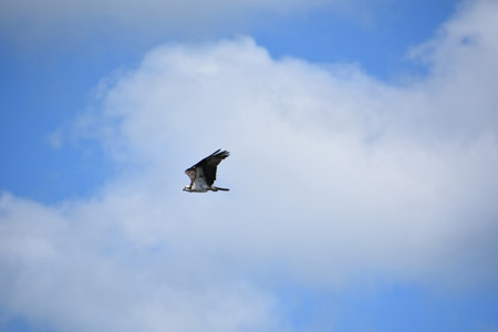 Beautiful flying osprey up in the clouds in Maine.