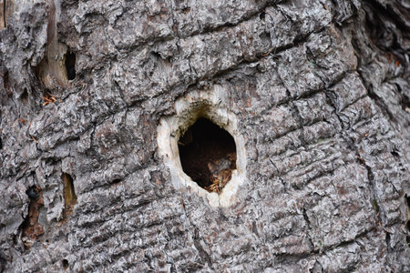 Tree with a hole from a woodpecker in the bark in the spring.の写真素材