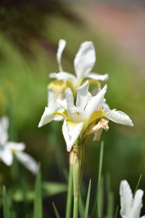 Garden with very pretty flowering white iris in a bulb garden.