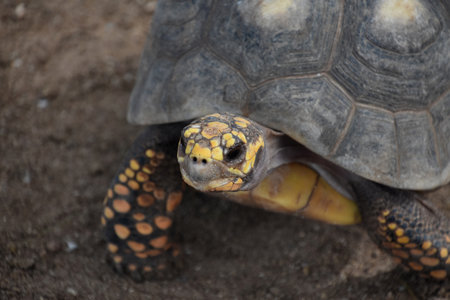 Fantastic close up of a yellow spotted turtle in the wild.