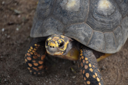 Close up look at a land turtle with yellow on its face.