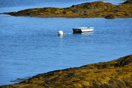 Dinghy moored in shallow ocean waters with seaweed on rocks.