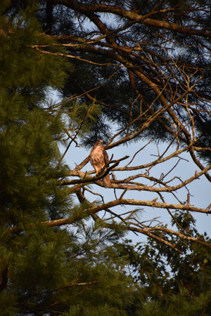Terrific bird of prey sitting on a tree branch in the summer.
