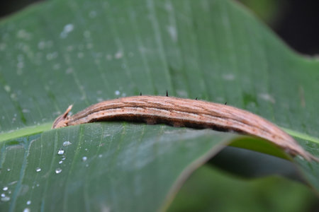 Terrific close up of a crawling brown caterpillar on a green leaf.