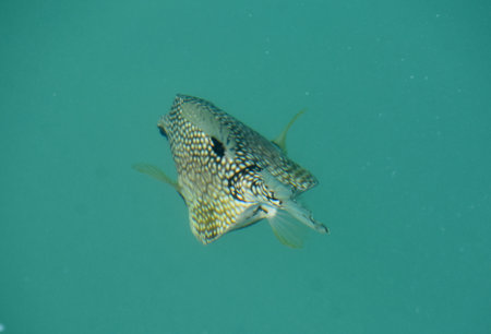 Patterned polka dot fish swimming away under the water.