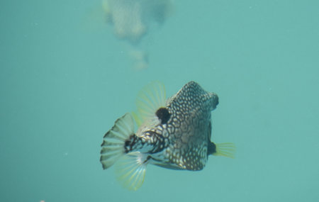 View of a pufferfish swimming away under the water in Aruba.