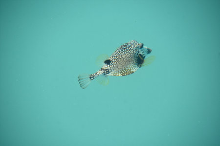 Amazing puffer fish swimming along underwater in tropical Aruba.