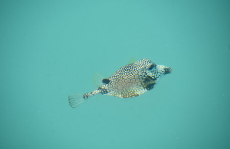 Amazing triangular shaped puffer fish swimming in the tropics.