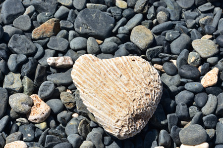 Sun bleached surf tumbled white heart shaped coral on stones.の写真素材