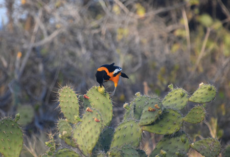 Tropical troupial bird sipping from a prickly pear cactus.