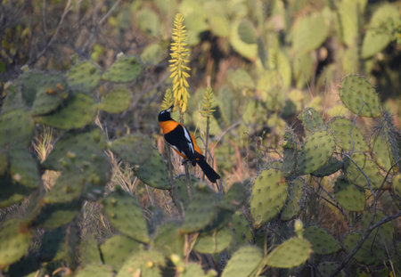 Beautiful brightly colored Venezualan troupial bird on a plant.