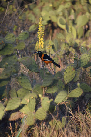 Pretty orange and black oriole bird on a cacti.