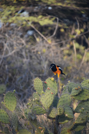Beautiful brightly colored troupial bird on a prickly pear cactus.
