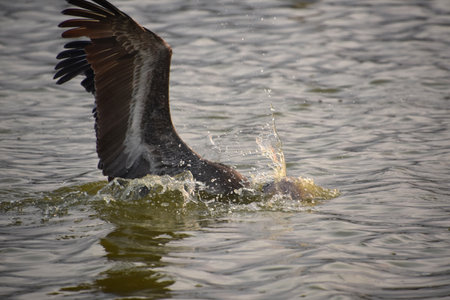 Stunning pelican diving for fish at dawn in Aruba.