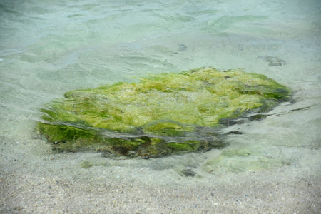 Moss and algae covered rock in shallow clear ocean waters.