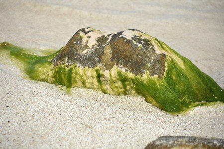 Rock on a wet sand beach covered in green algae.