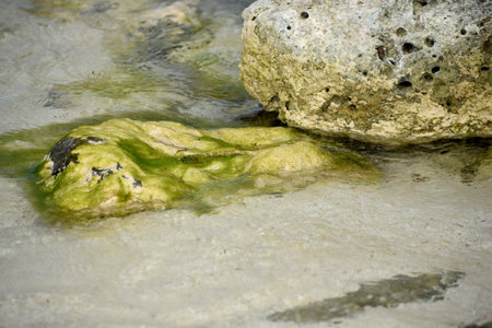Rock submerged under water and coated in green algae and seaweed.