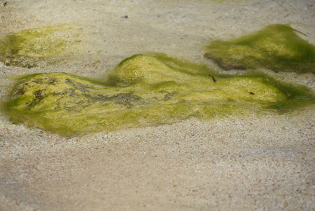 Green algae on rocks on wet sand beach in shallow water.