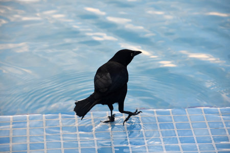 Common black grackle with his foot raised in shallow pool water.