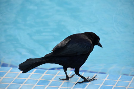 Big black bird standing over pool water in the summer.の写真素材