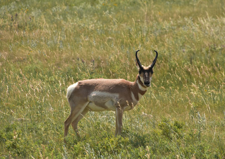 Sweet look into the face of a peninsular pronghorn buck in a field.