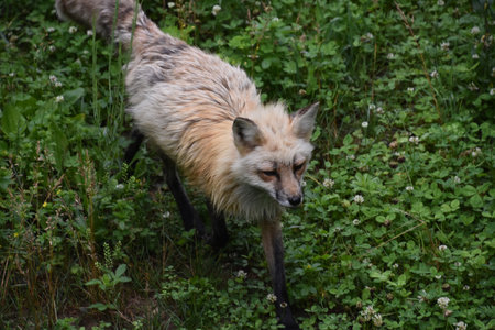 Red fox prowling in the wild.