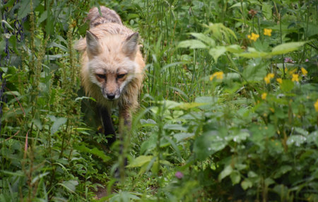 Wild red fox on the prowl in the weeds and wild grasses.