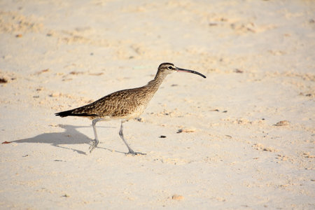 Beautiful curlew bird with cool markings on a sand beach.