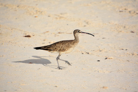 Beautiful curlew bird strolling along the white sand beach.の写真素材