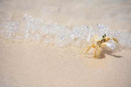 White ghost crab with a wave rolling ashore on a sandy beach.
