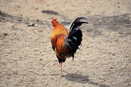 Beautiful brightly colored feathers on a rooster in a barnyard.
